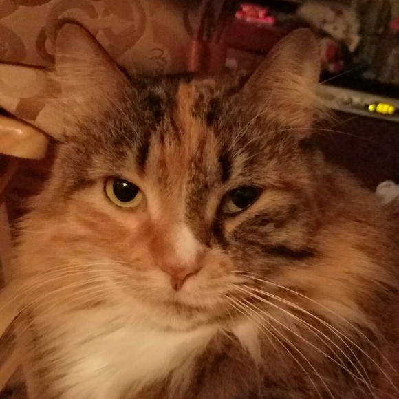 Meet your Posher, Sara - Picture 3 of 5